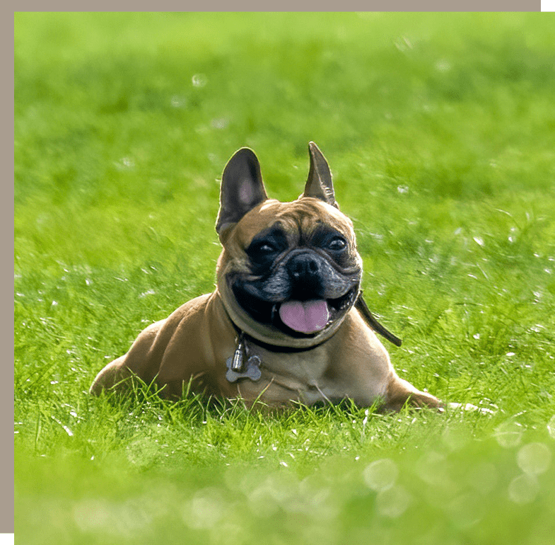 A dog laying in the grass with its tongue hanging out.