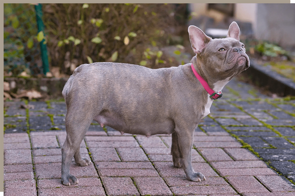 A small dog standing on top of a brick walkway.