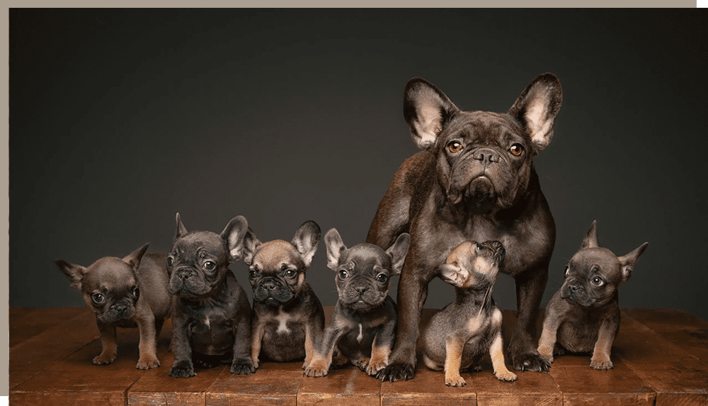 A group of puppies sitting next to a dog.