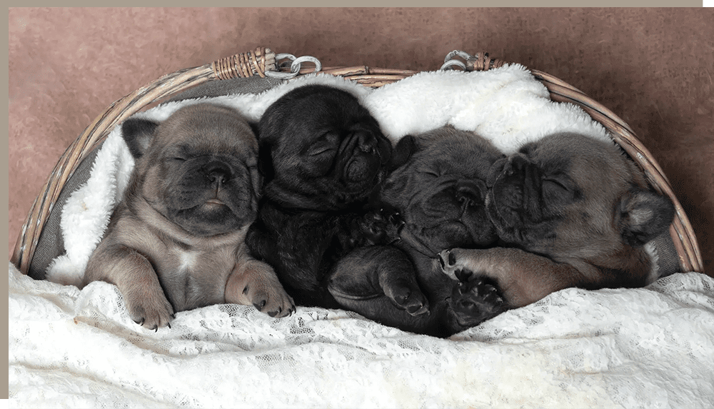 A group of puppies laying in a basket.