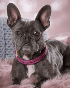 A dog with a pink collar is sitting on the ground.