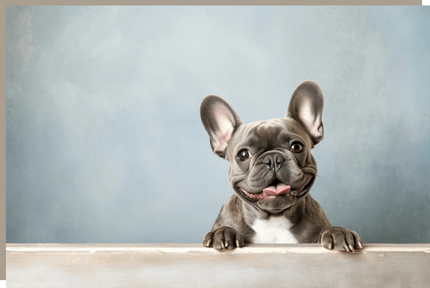 A dog is sitting on the ground and looking at something.