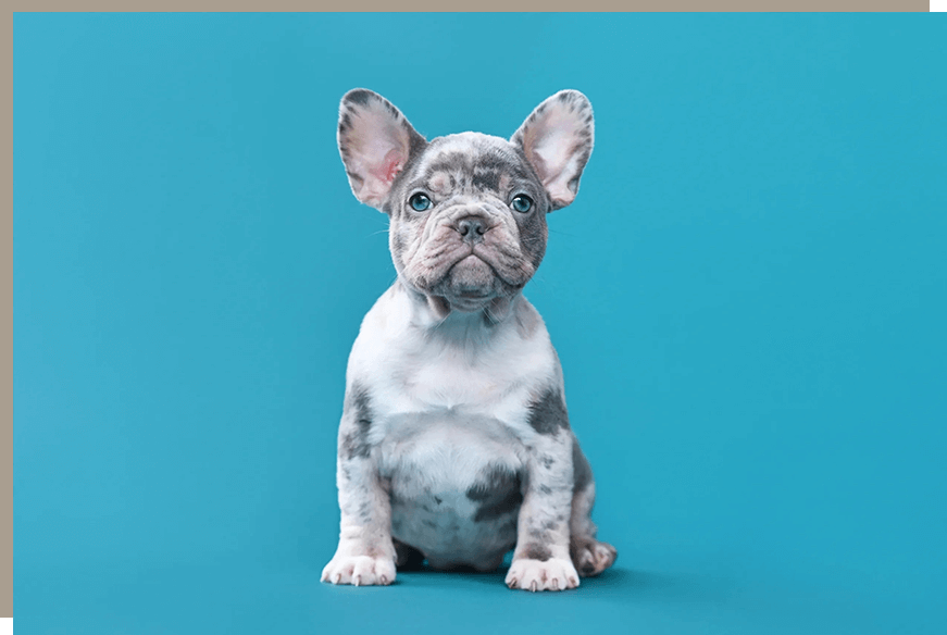 A small dog sitting on top of a blue surface.