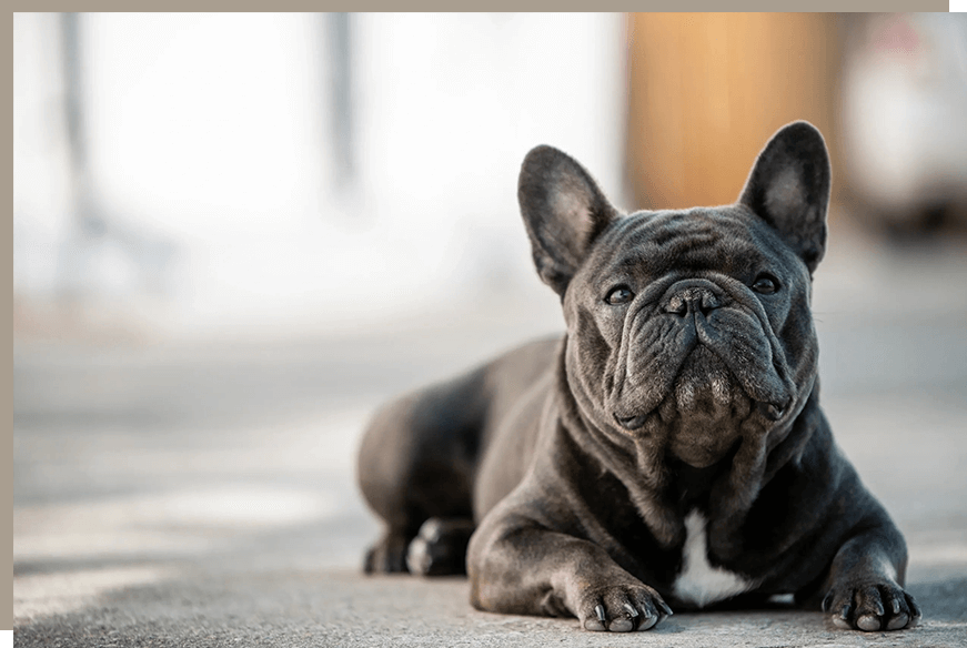 A black dog laying on the ground looking at something.