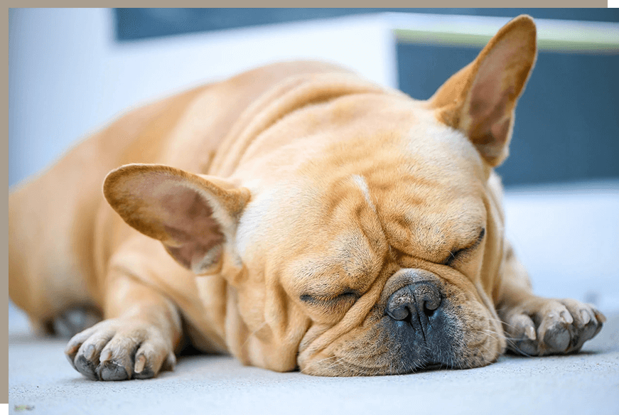 A dog is sleeping on the floor with its head down.