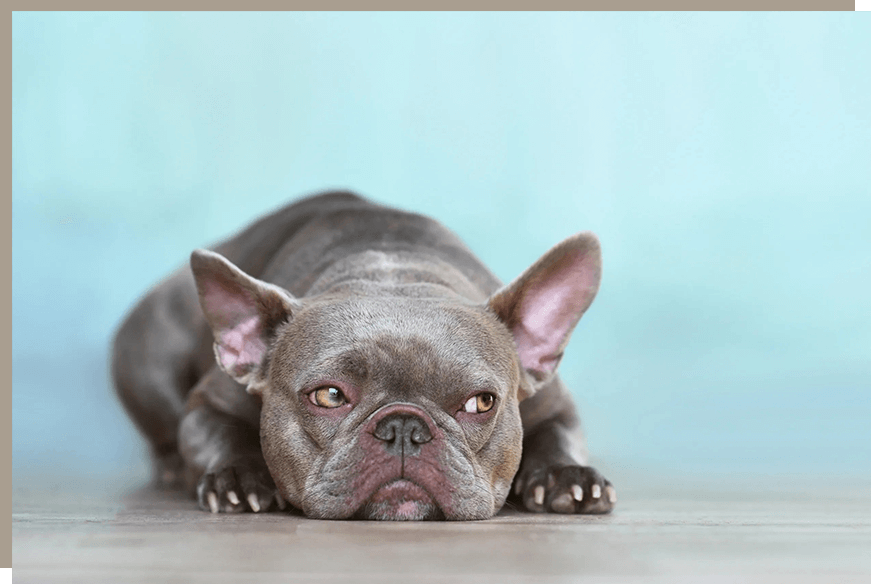 A dog laying on the ground with its head down.