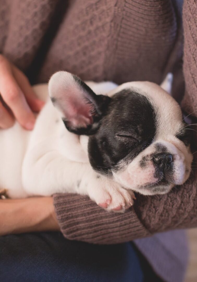 A person holding a dog in their arms.